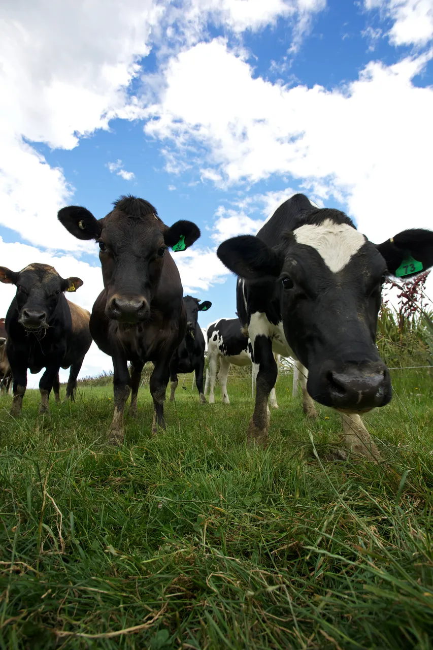 Dairy Farming