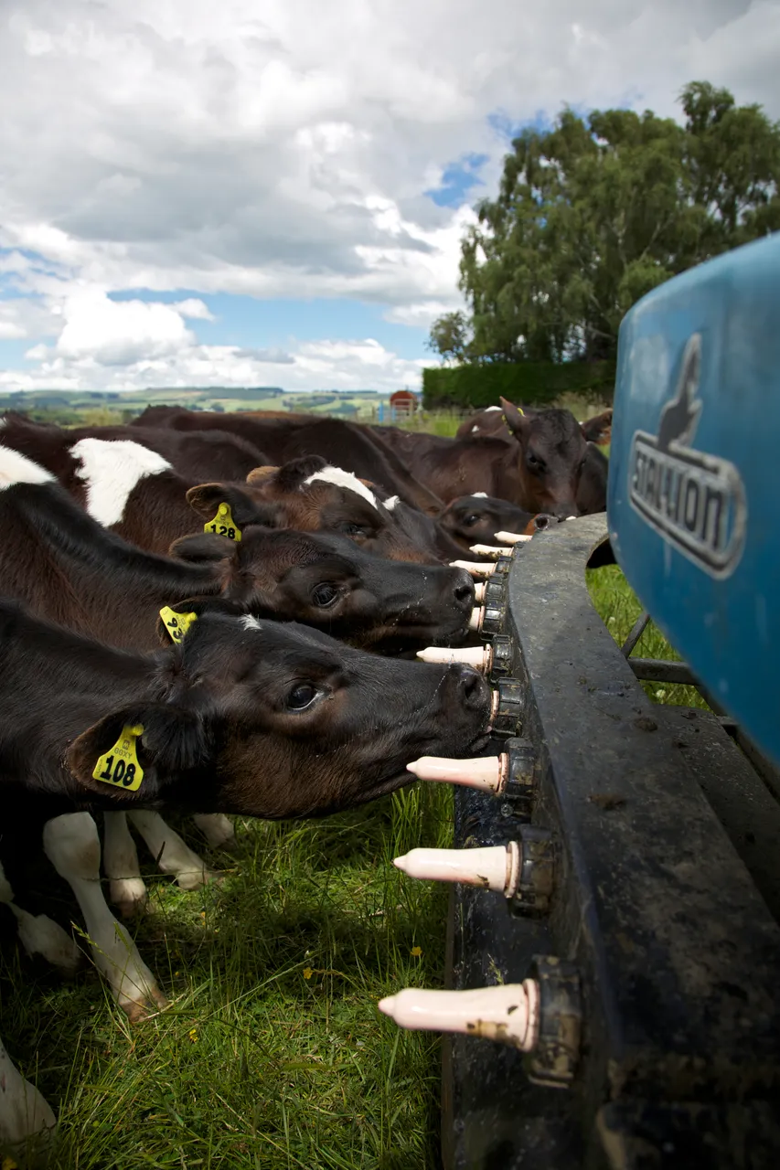 Dairy Calves feeding