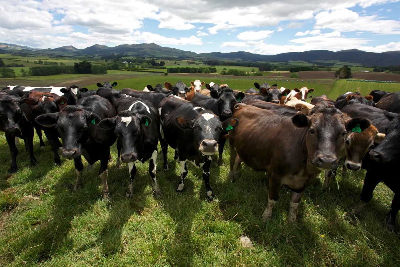 Dairy Farming