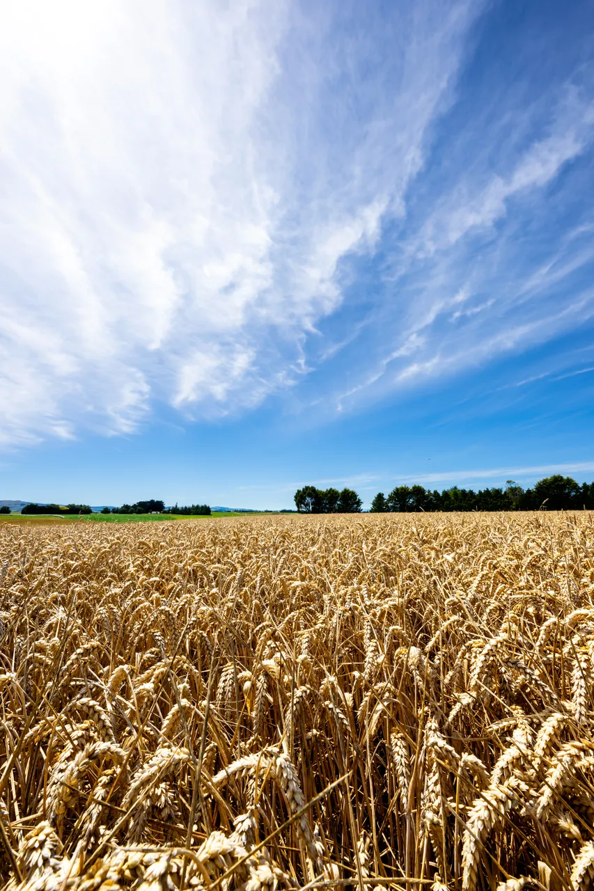 Wheat Crop