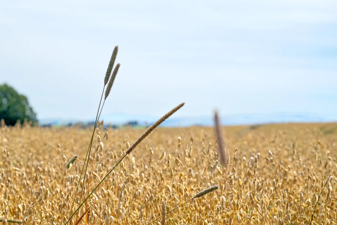 Wheat Crop