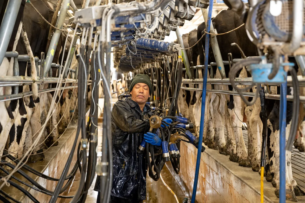 Dairy Farming