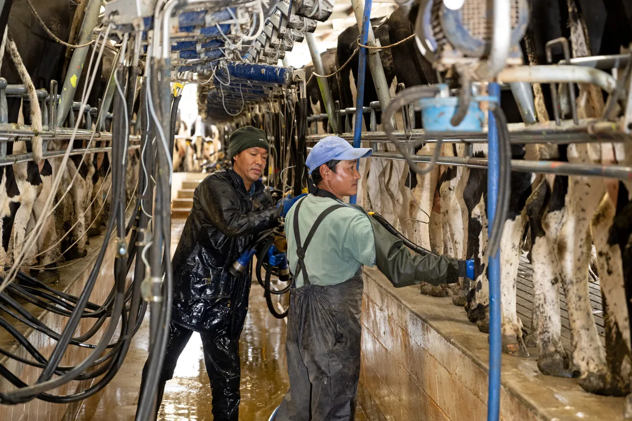 Dairy Farming