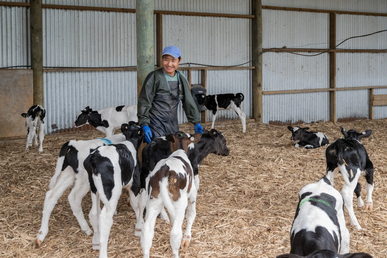 Dairy Farming