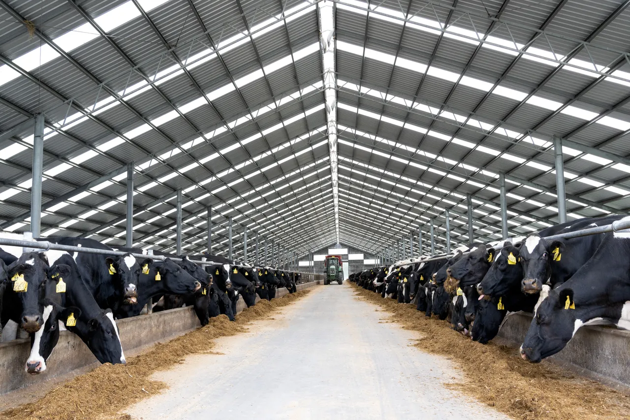 Dairy Farming