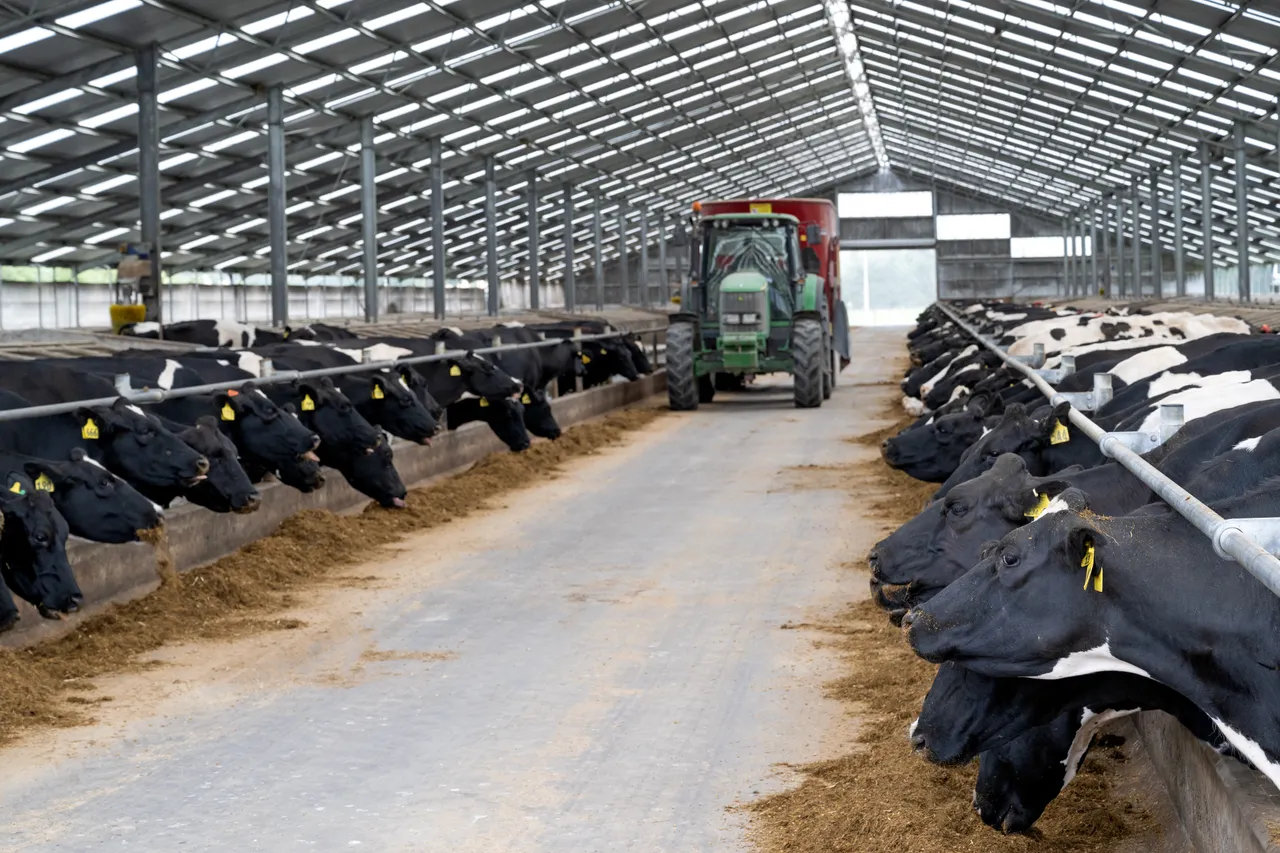 Dairy Farming