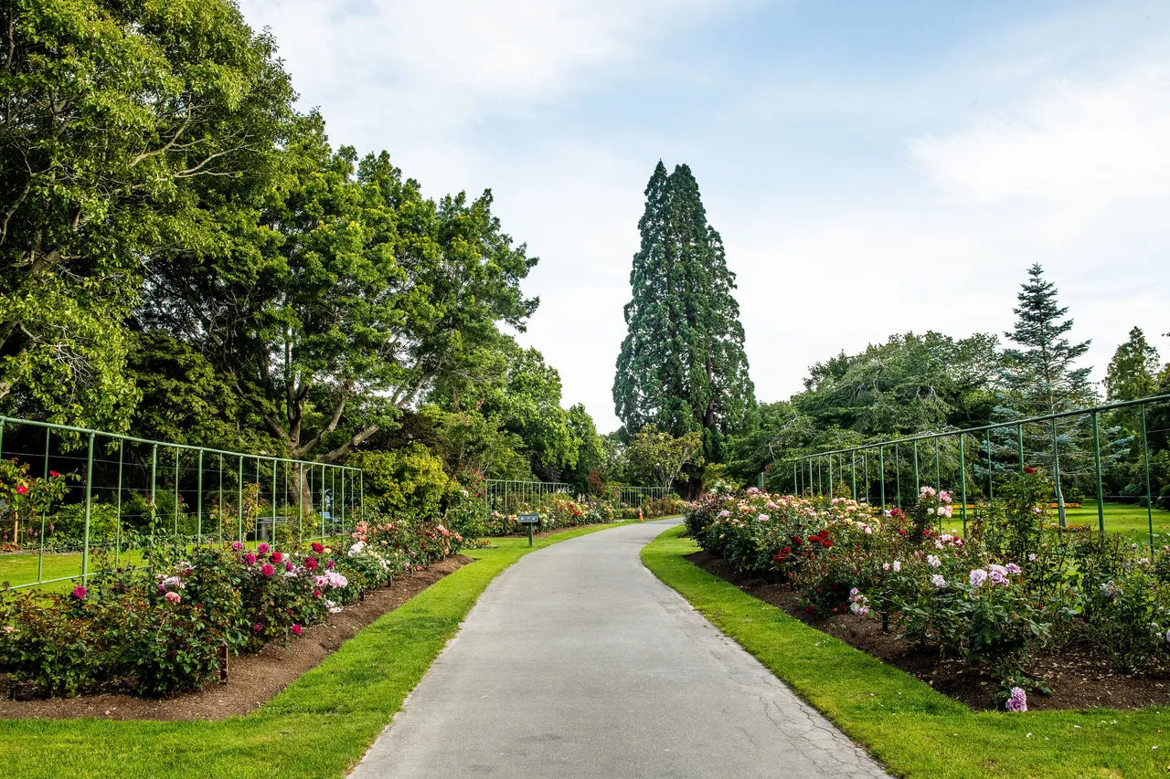 A serene park path lined with colorful rose bushes and lush green trees under a blue sky.