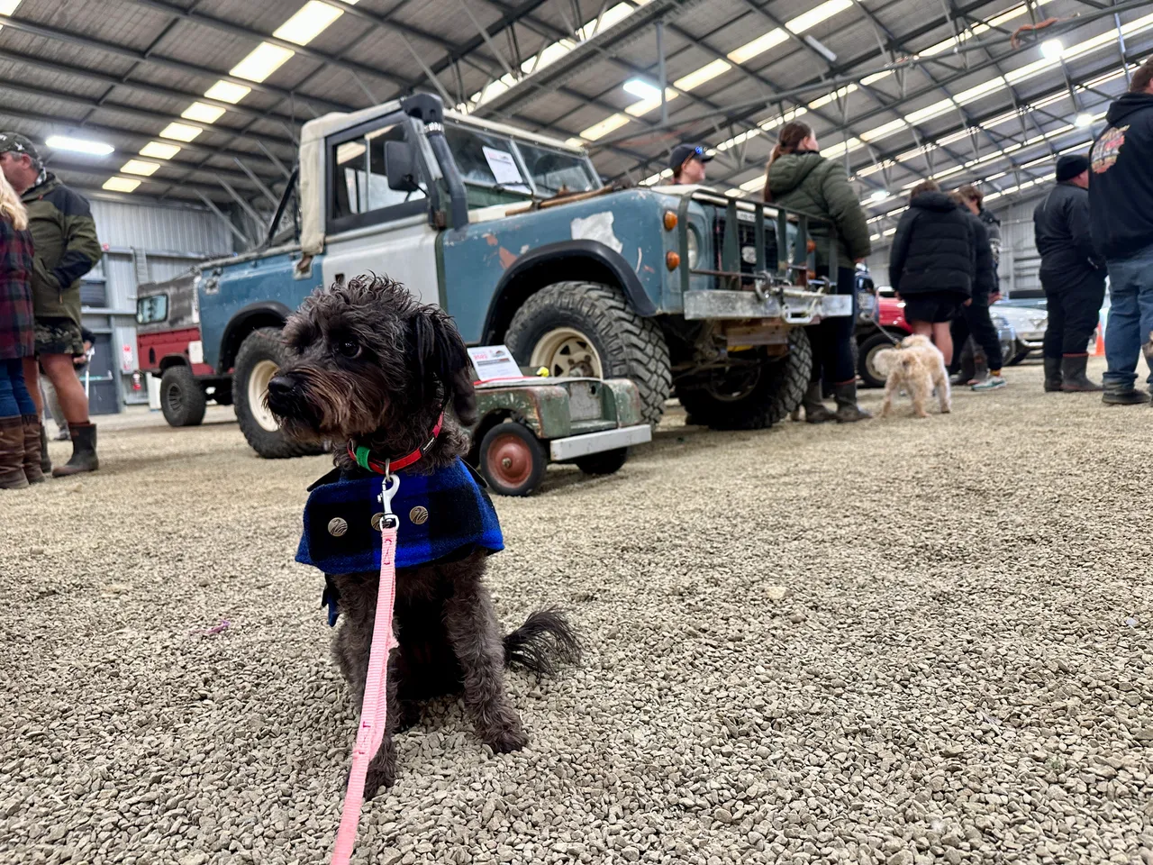 Dog beside a truck