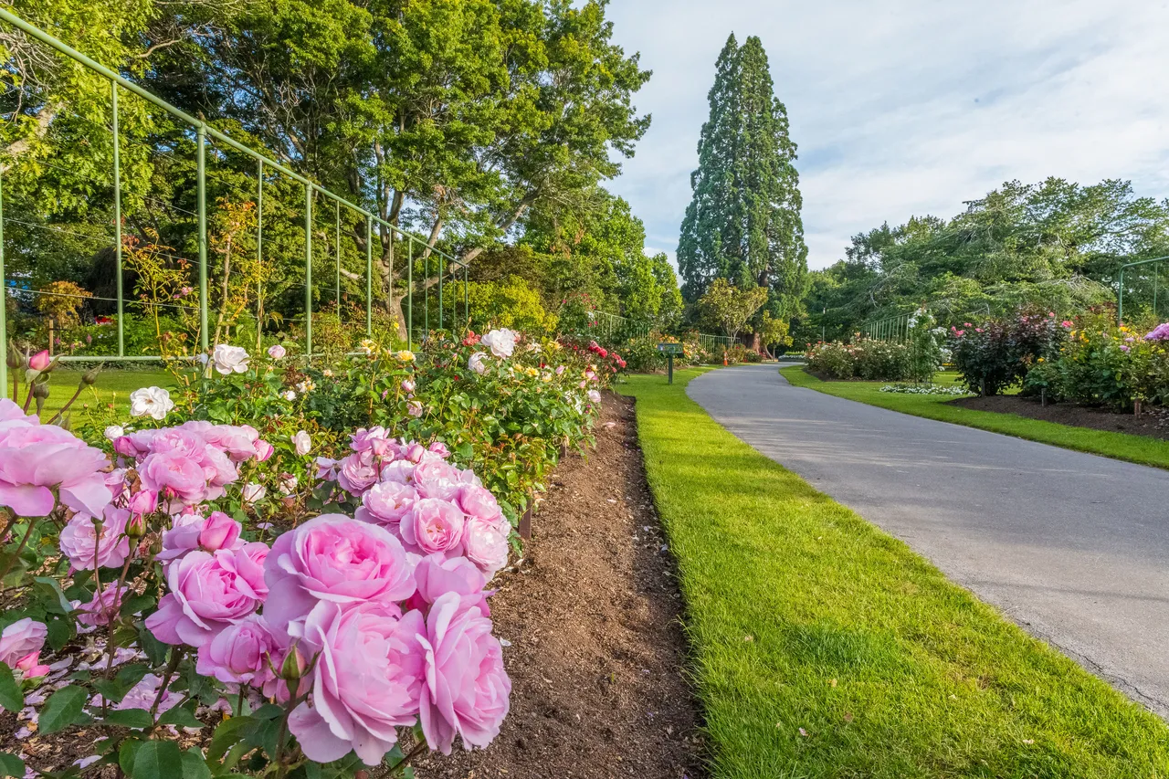 A scenic view of a garden path lined with blooming pink roses and greenery under a clear sky.