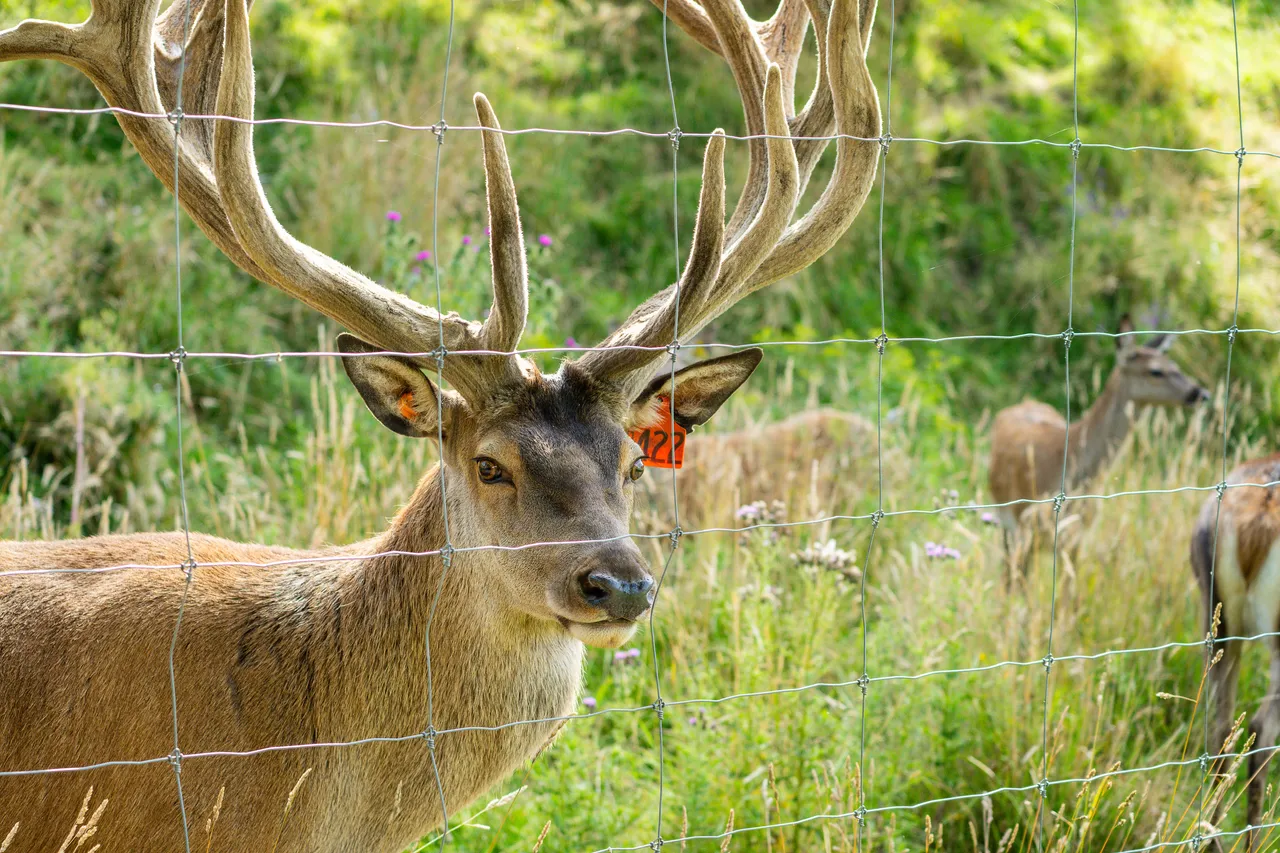 Deer at Bannerman park