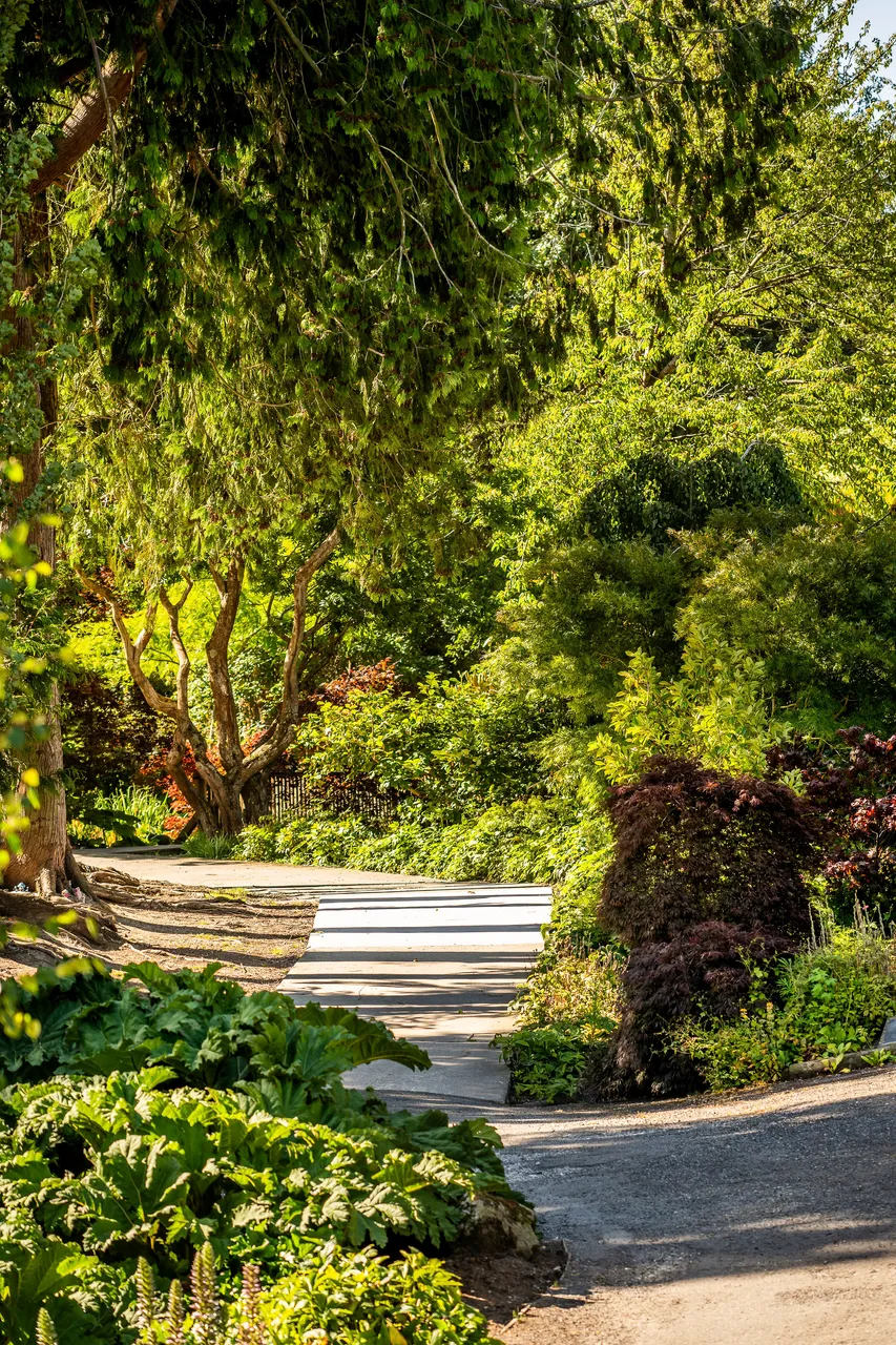 A winding path through a lush, green garden with trees and shrubs on a sunny day.