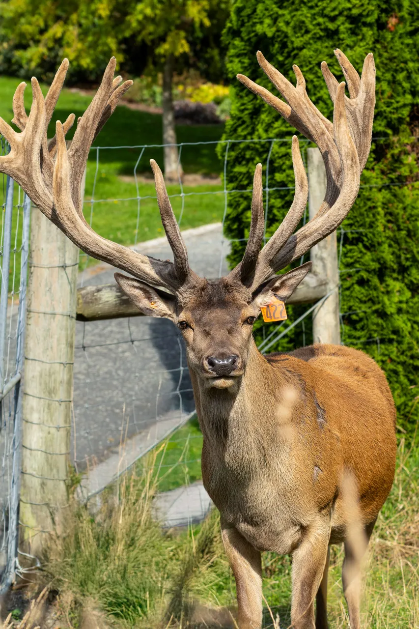 Deer at Bannerman park