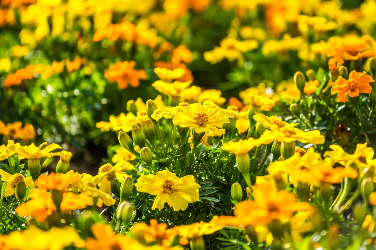 A vibrant field of yellow and orange flowers in full bloom.