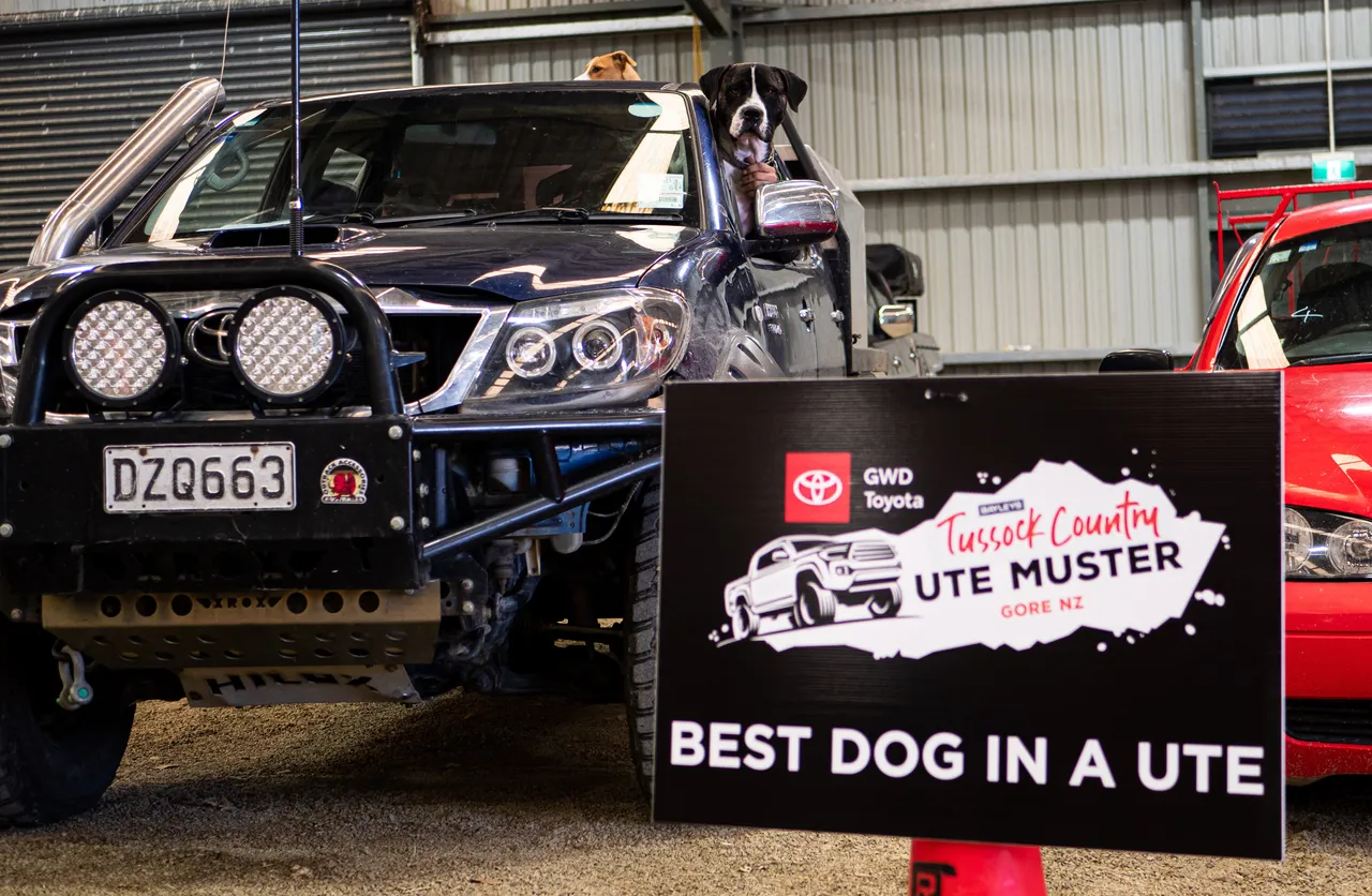 A dog in a ute