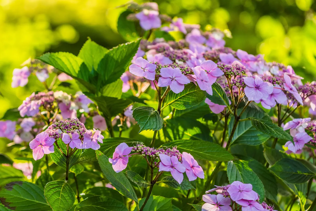 Light pink hydrangea flowers with green leaves in sunlight.