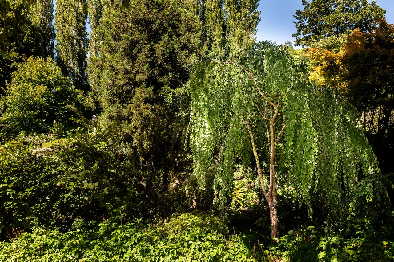 A lush garden with various green trees and shrubs under a clear blue sky.