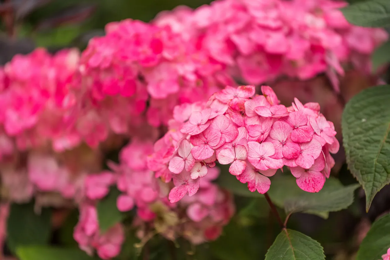 Vibrant pink hydrangea flowers blooming with lush green leaves.