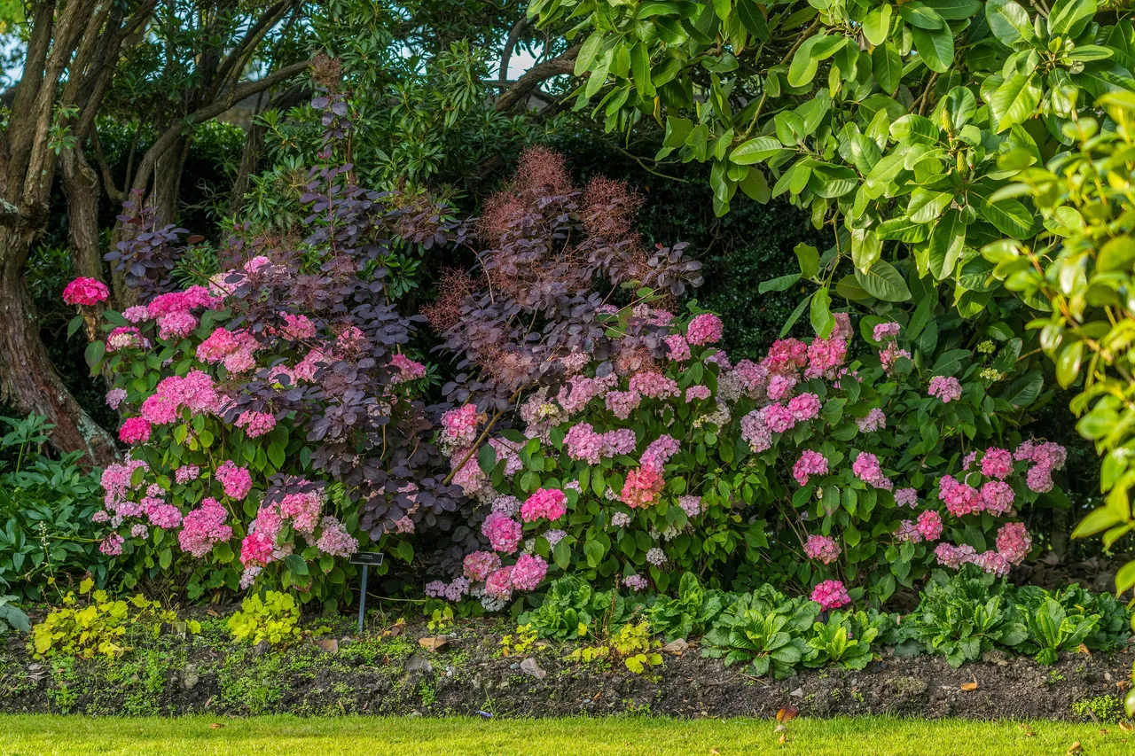 A vibrant garden with pink hydrangea flowers and varied green foliage.