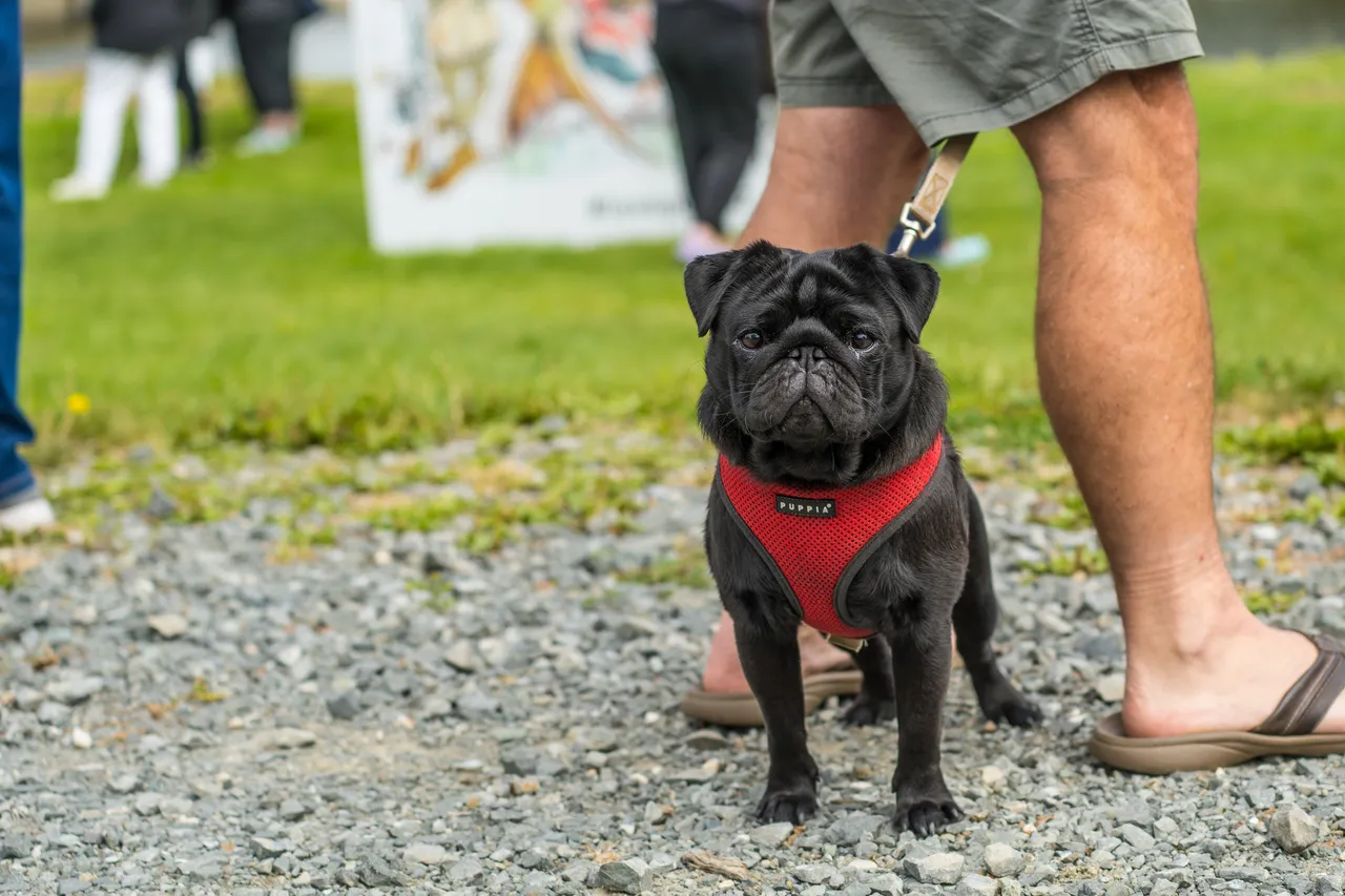 A pug in a harness