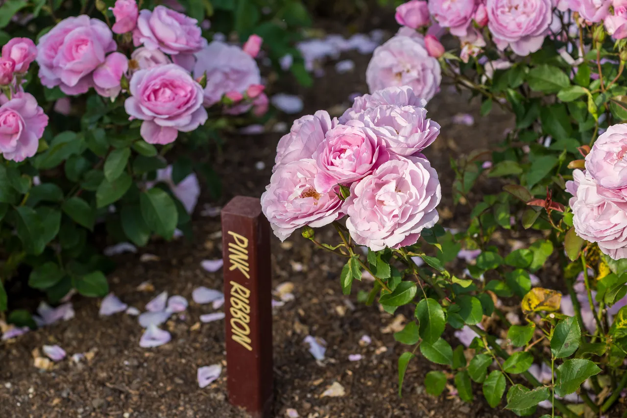 Blossoming pink roses near a sign labeled "PINK RIBBON" in a garden.