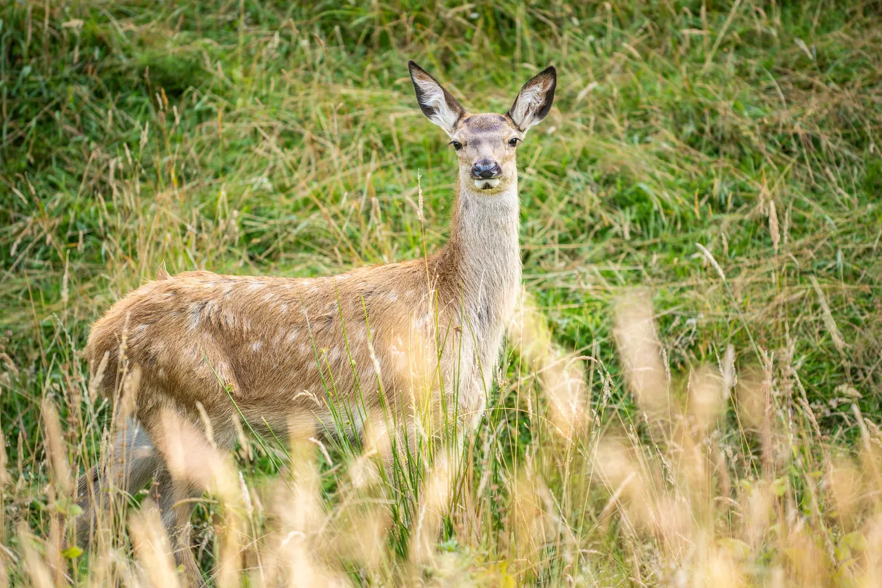 Deer at Bannerman park