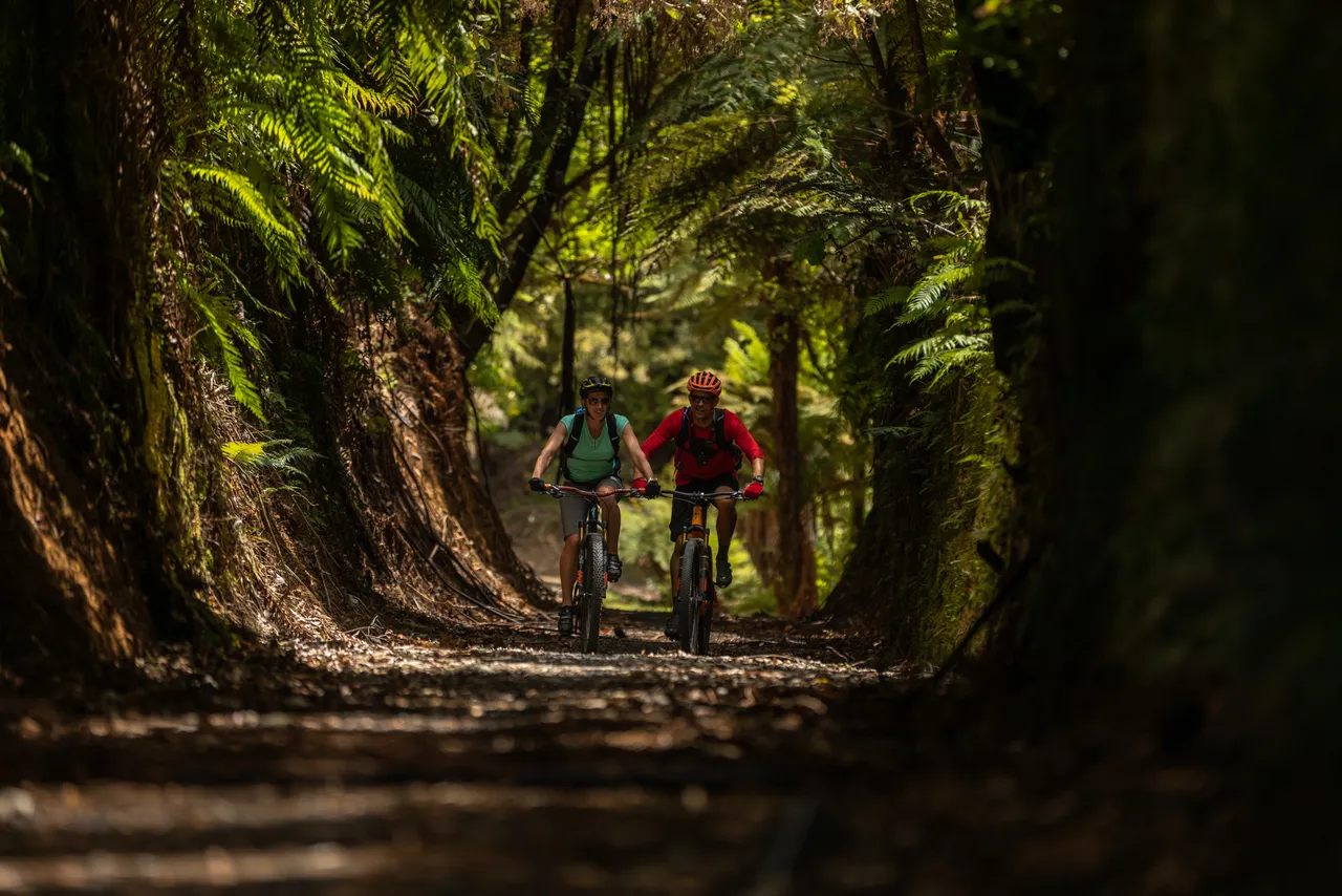 Timber Trail
