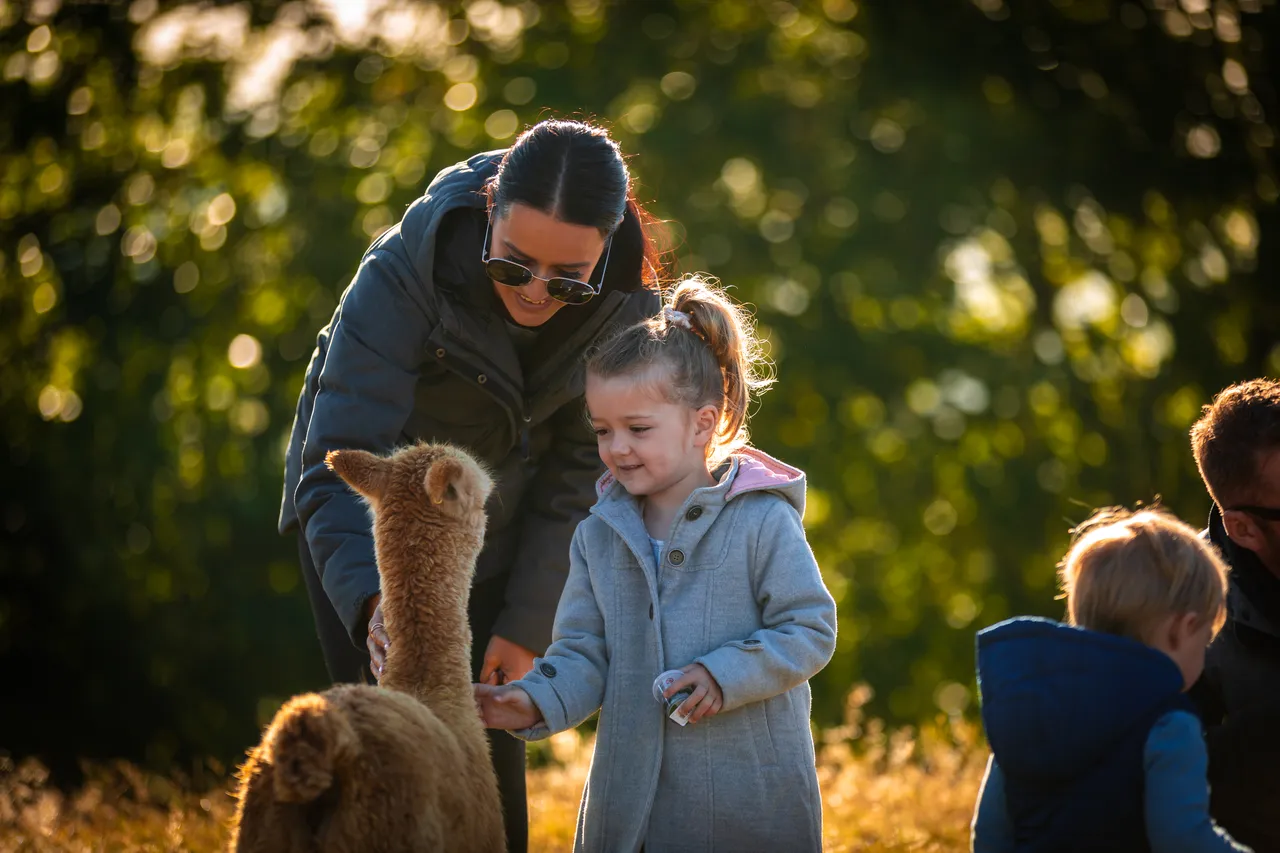 Nevalea Alpacas Family