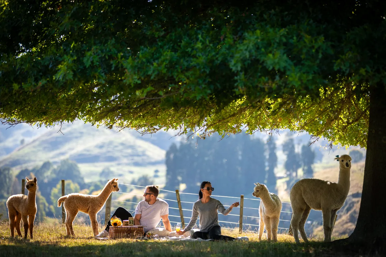 Nevalea Alpacas Picnic