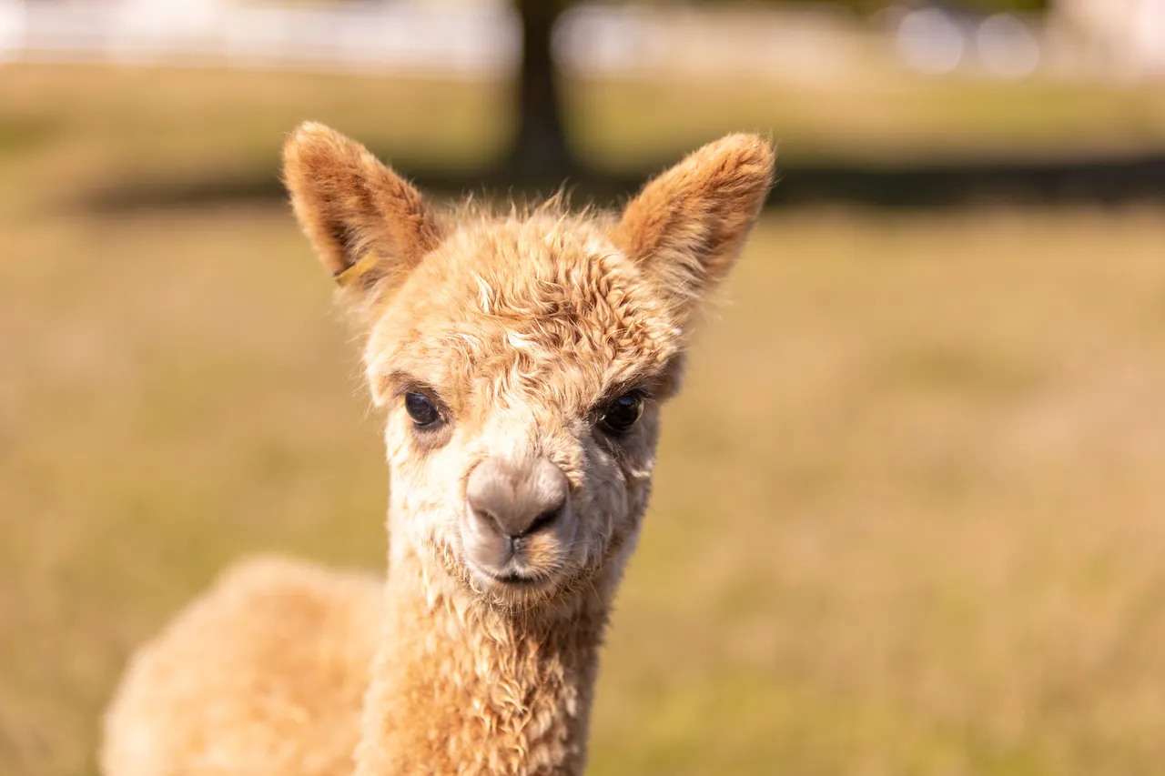 Nevalea Alpacas Baby
