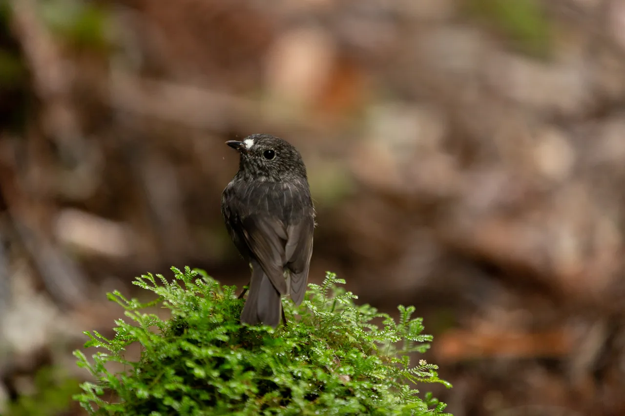 North Island Robin in Whanganui National Park 1U0A9648