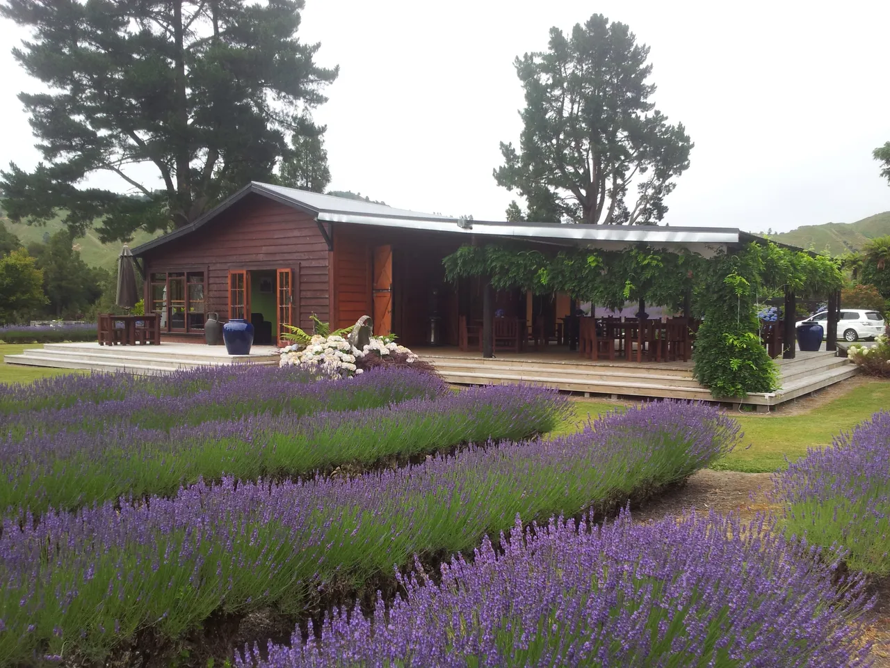 Lauren's Lavender Farm in full bloom.