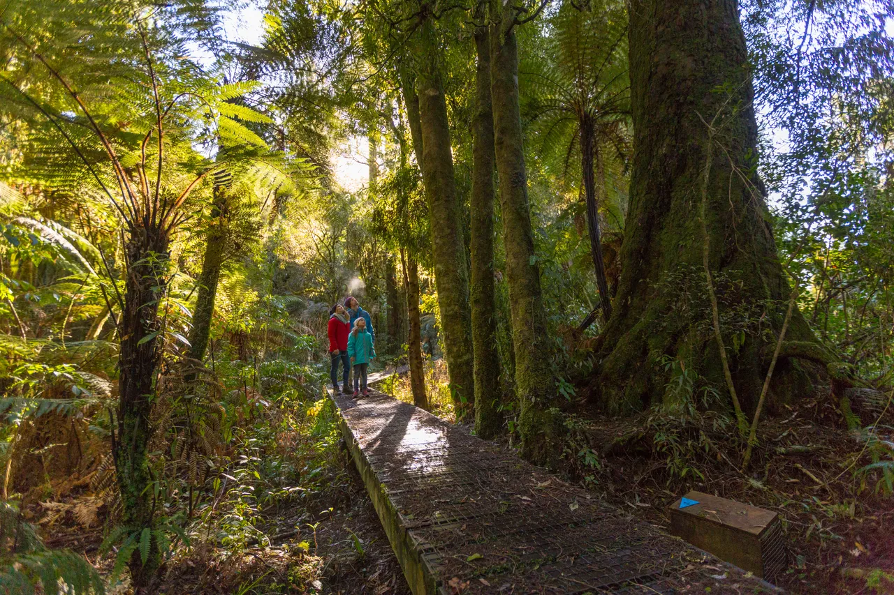 Family Short Walk - Mangawhero 
