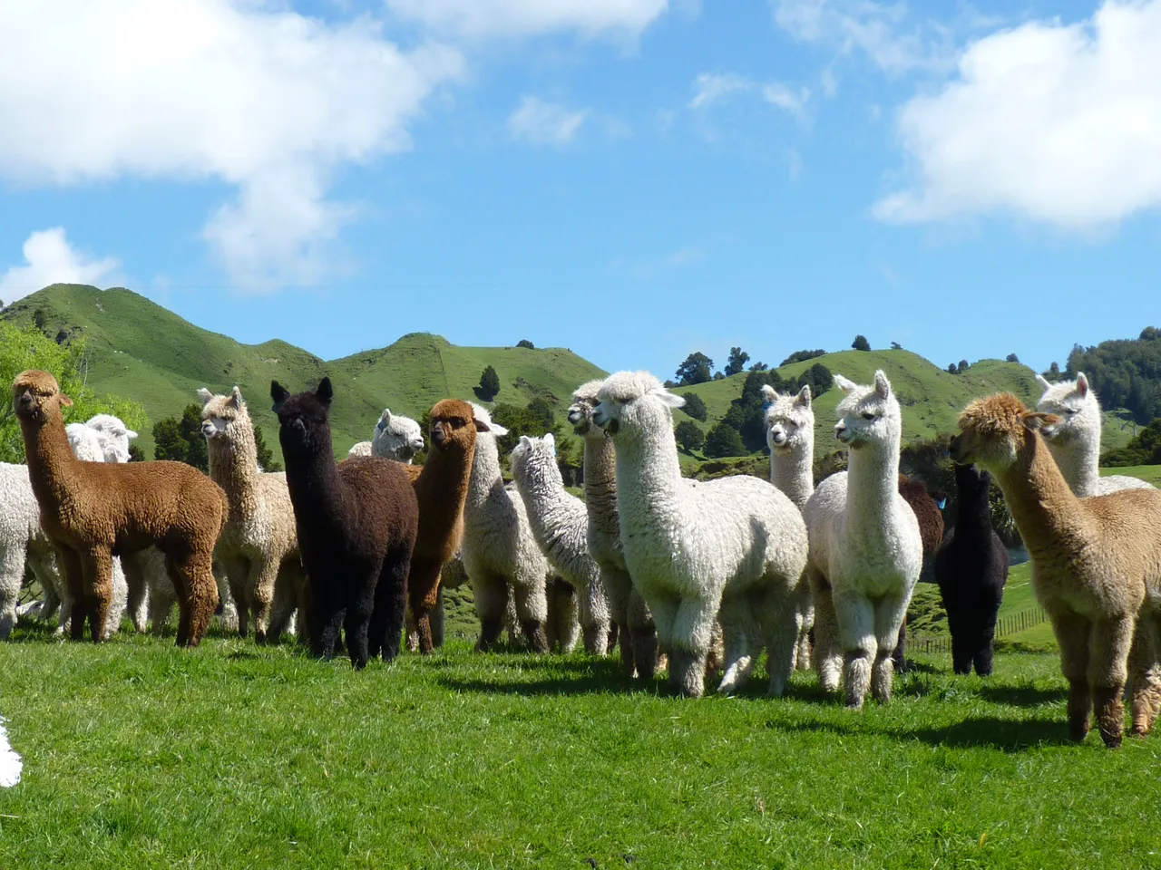 Nevalea Alpacas
