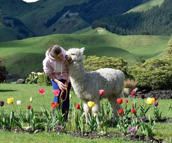 Alpaca