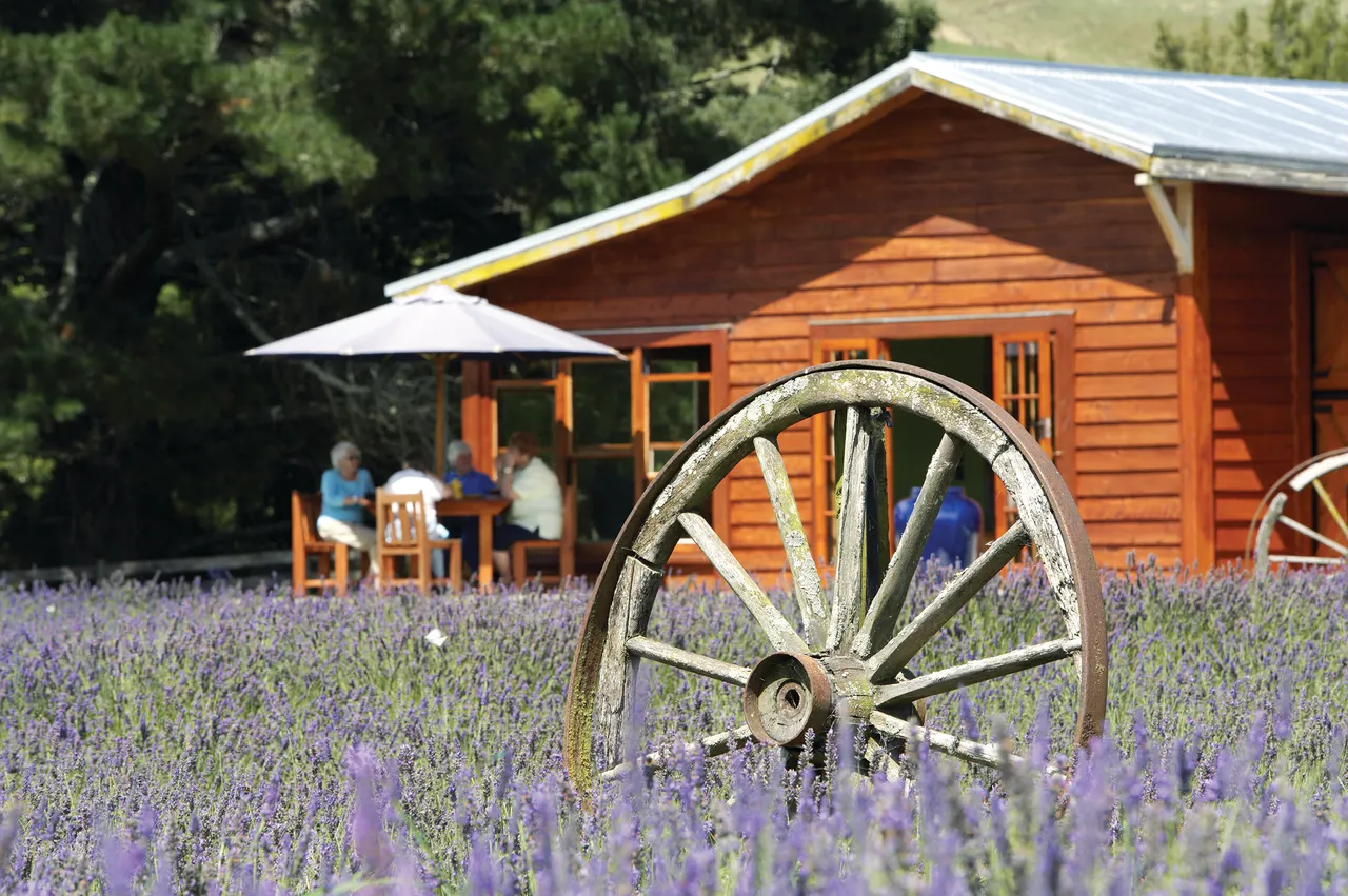 Lauren's Lavendar Farm, Taumarunui Ruapehu Region