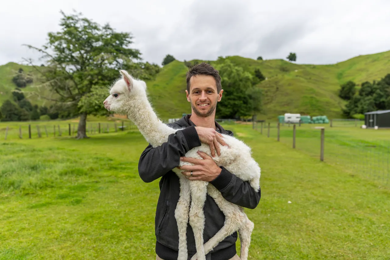 Man Cuddling an Alpaca at Nevalea Alpacas