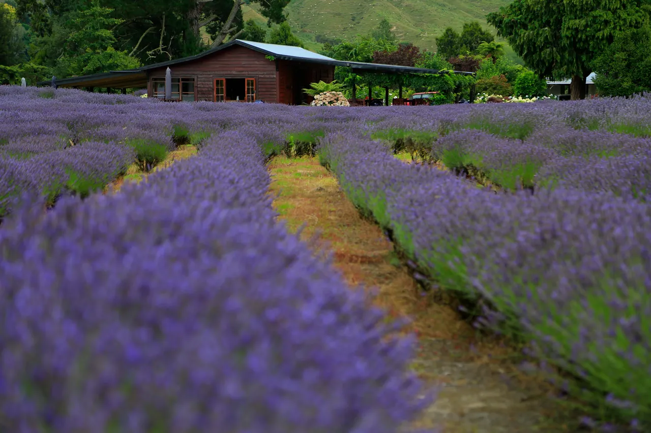 Lavender in Bloom at Lauren's Lavender Farm