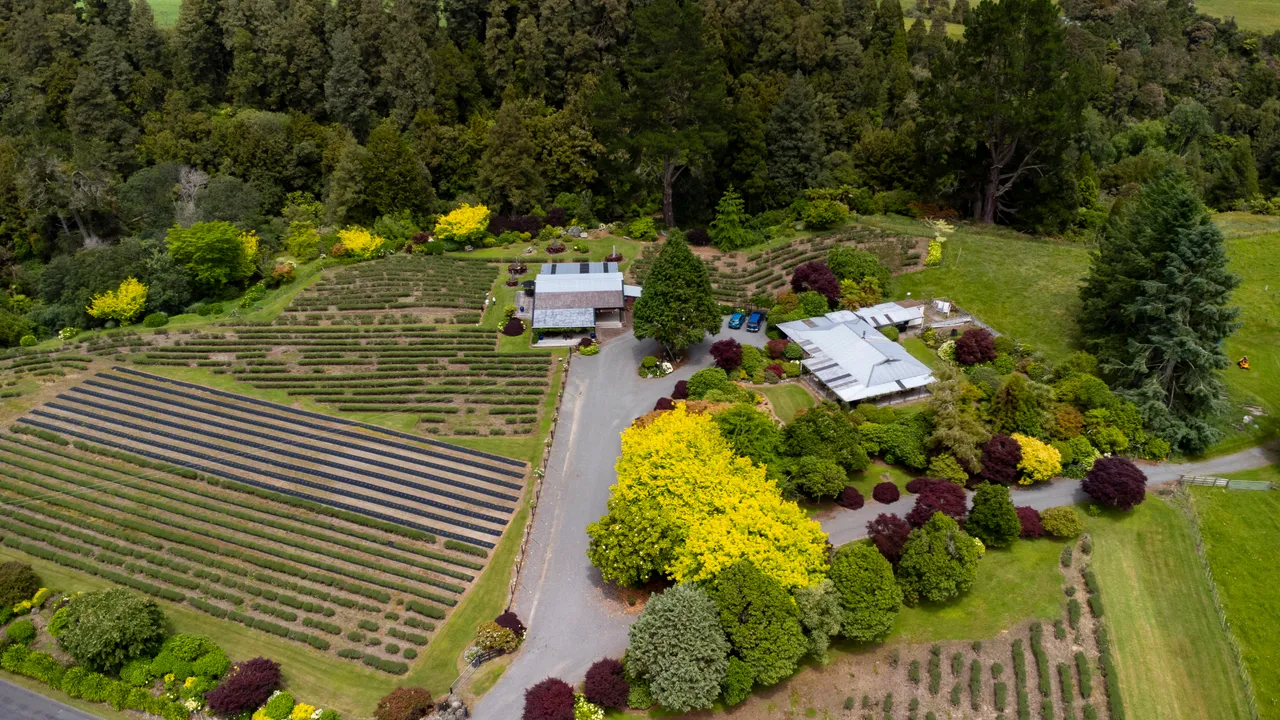 Ariel View of Lauren's Lavender Farm in Taumarunui