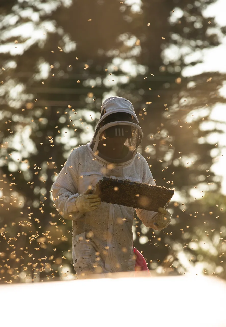 Taranaki Story Egmont Honey bee keeping honey collection 2