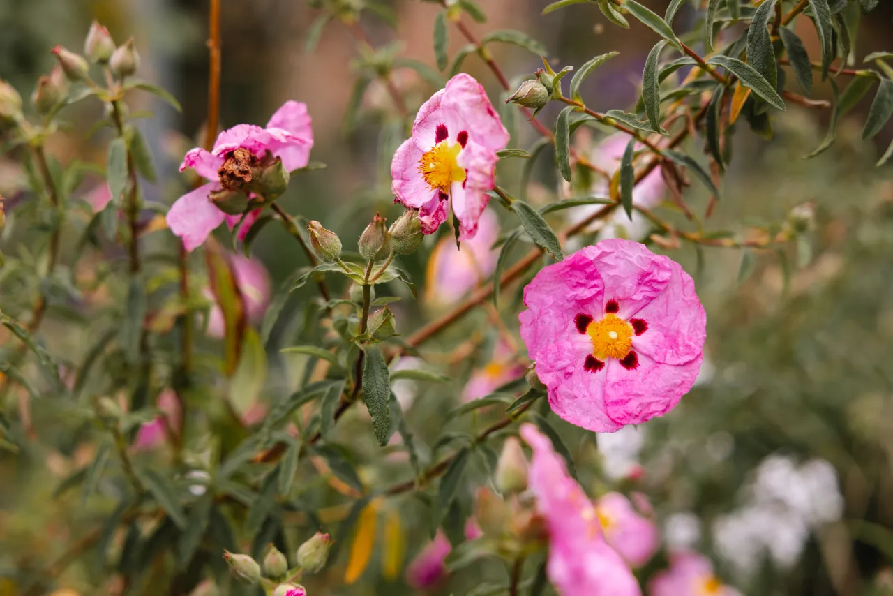 Pink Flowers in Spring