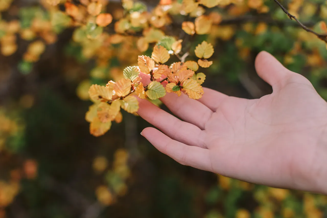 Person Looking at Fagus