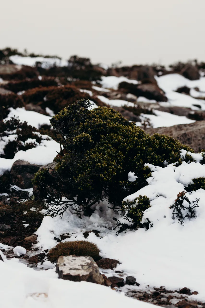 Snow on kunanyi / Mount Wellington
