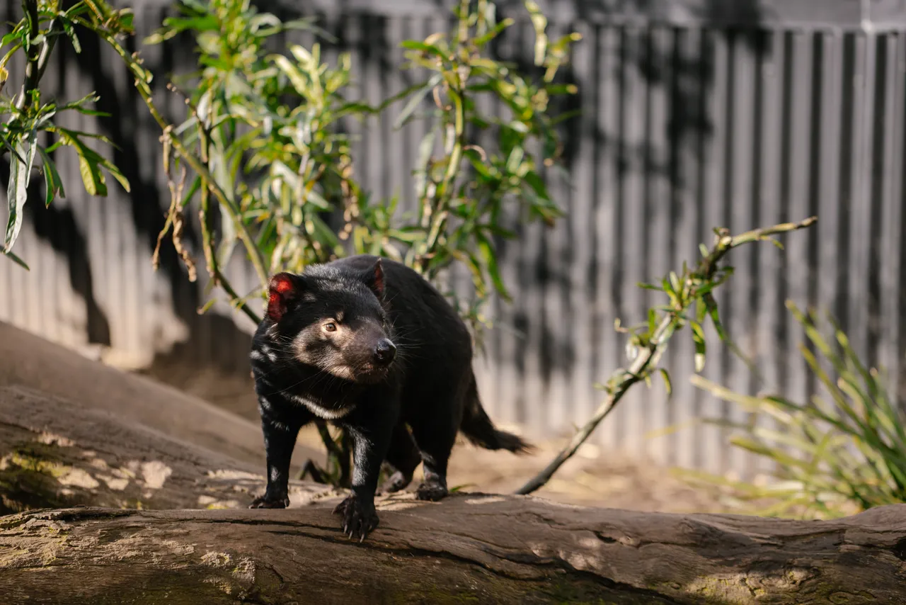 Tasmanian Devil at Trowunna Wildlife Sanctury