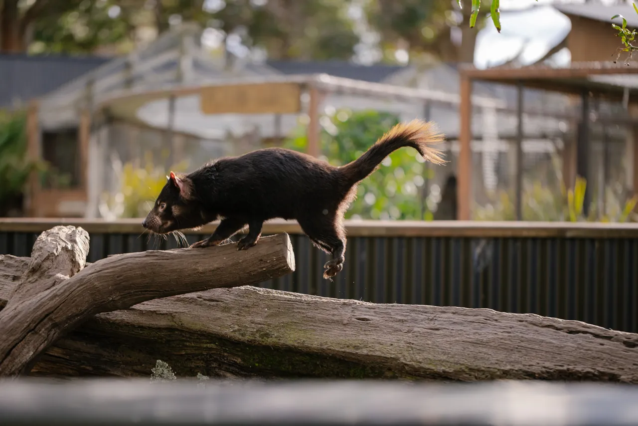 Tasmanian Devil at Trowunna Wildlife Sanctury