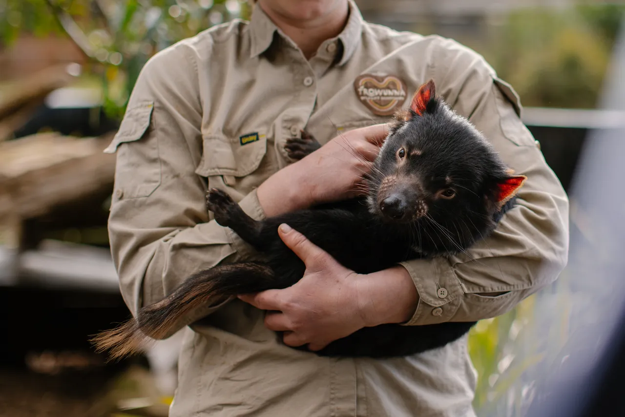 Tasmanian Devil at Trowunna Wildlife Sanctury