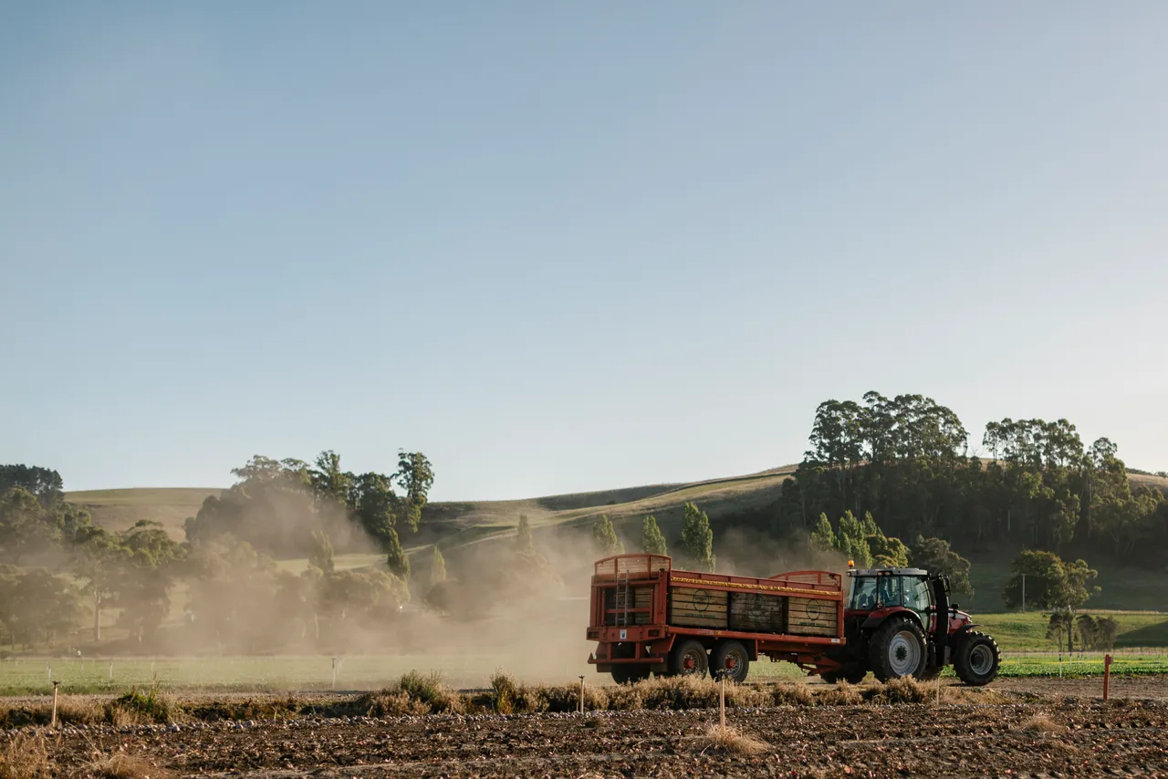 Onion Harvest