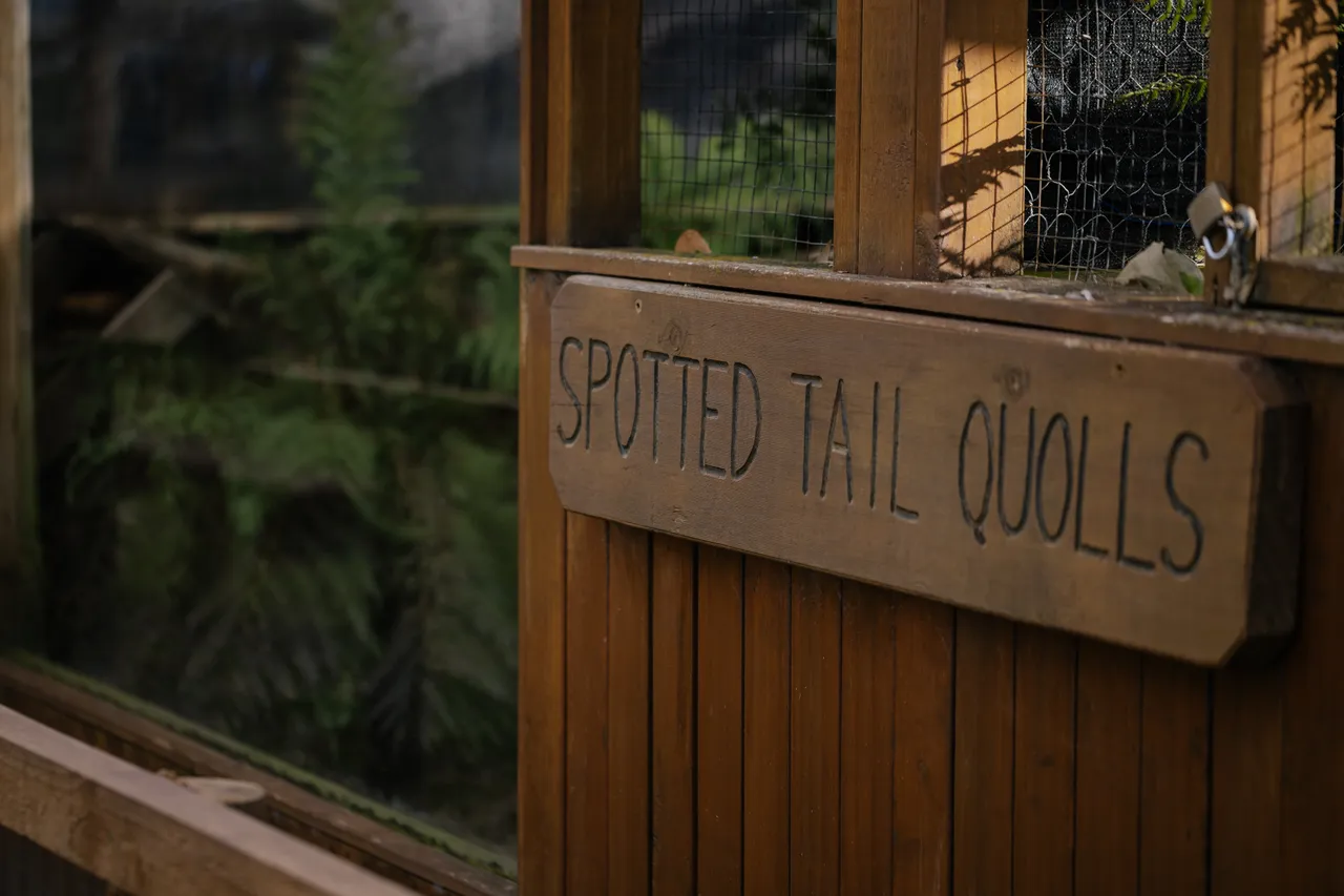 Spotted Quolls at Trowunna Wildlife Sanctuary