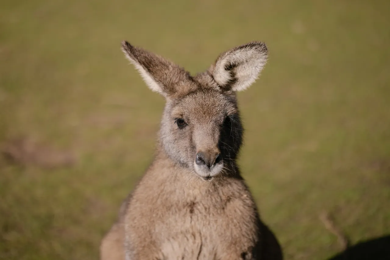 Kangaroo at Trowunna Wildlife Sanctuary