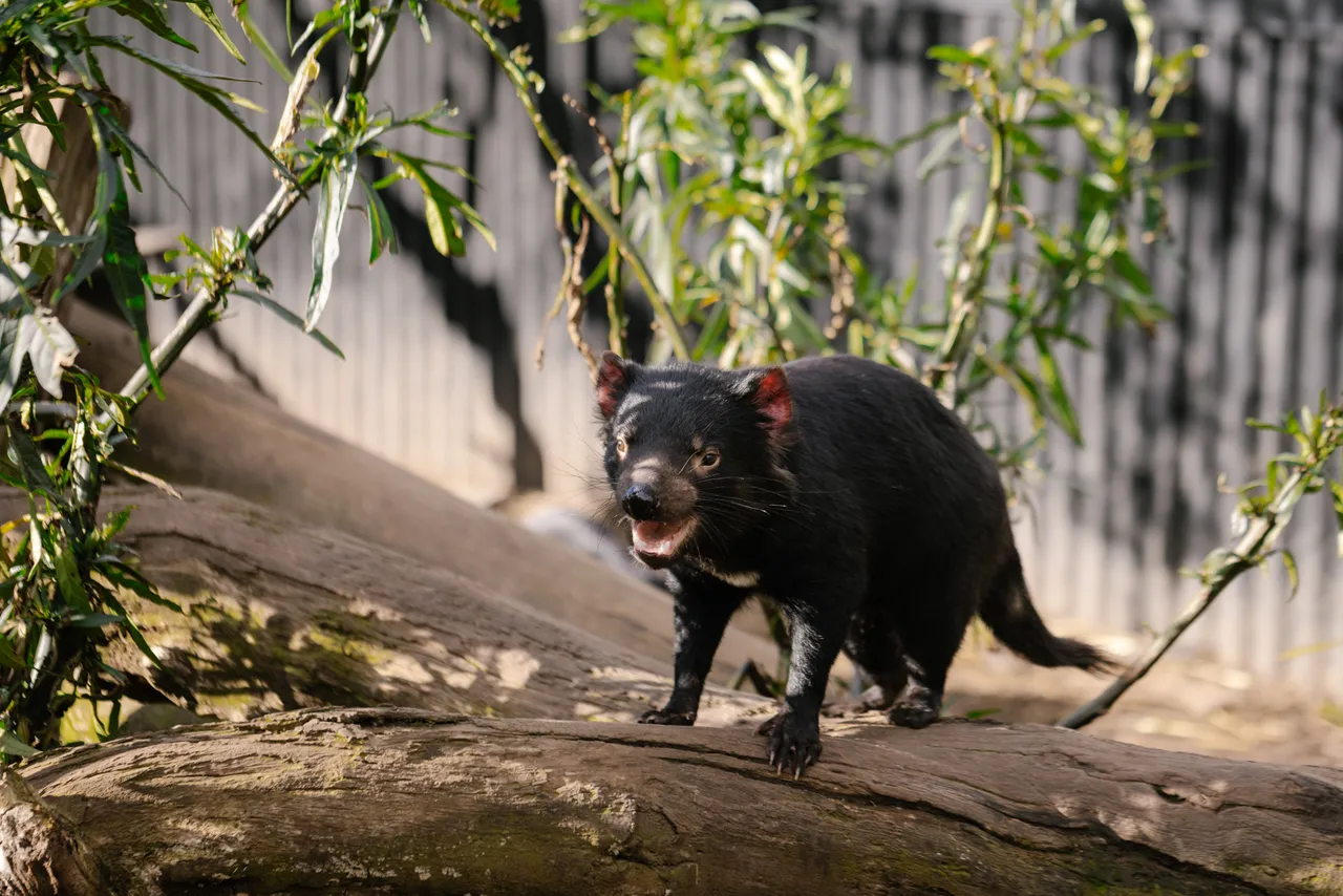 Tasmanian Devil at Trowunna Wildlife Sanctury