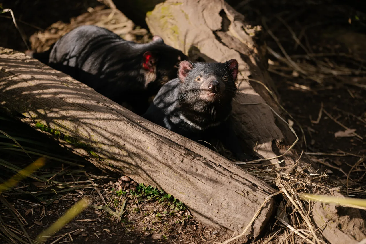 Tasmanian Devils at Trowunna Wildlife Sanctury